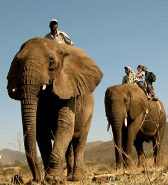 Pilansberg Elephant Back Safari, Interaction Excursion - Sun City from R1 350 pp | North West Province Safari Lodge